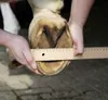 HKM Hufschuh Schwarz 4 Produktbild-Vorschau 8