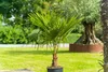 Hanfpalme "M" Palme Trachycarpus fortunei winterhart, Produktbild-Vorschau 6