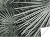 MuchoWow® Poster Blätter - Grün - Palme 120x90 cm - Produktbild-Vorschau 1