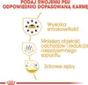 Marketing image showing benefits of dog food. Produktbild-Vorschau