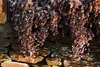 Stauden Gänge 1 x Acaena inermis 'Purpurea' - Purpur Produktbild-Vorschau 7