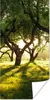 MuchoWow® Poster Bäume - Natur - Sonne 20x40 cm - Plakat - Produktbild-Vorschau 1