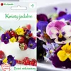 Graines Fleurs comestibles, Pensée à grandes fleurs 0.5g Voir les images du produit 1