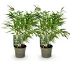 Green boutiQ - Bamboe - Fargesia rufa - Groen - 2 Planten - Voir les images du produit 1