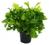 Asplenium antiquum Leslie – wyjątkowe odmiany paproci do Podgląd zdjęcia produktu 1