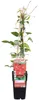 Clematis Hagley Hybrid - Clematis Rood - Ø15cm - ↕65cm Voir les images du produit 1