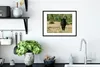 MuchoWow® MuchoWow® Gerahmtes Poster Ein schwarzer Bulle in Produktbild-Vorschau 4