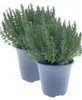 Enseleits 2er Set Italienischer XXL Thymian im 15cm Topf Produktbild-Vorschau 1