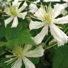 Powojnik Paul Farges botaniczny 2L Podgląd zdjęcia produktu 1