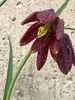 6 x Fritillaria meleagris – Kaiserkronen - Topf 9x9 cm Produktbild-Vorschau 2