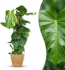 Green boutiQ - Zimmerpflanze - Fensterblatt - Monstera Produktbild-Vorschau 1