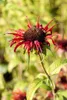 Monarda didyma 'Squaw', Indianernessel, leuchtend rot, ca. Produktbild-Vorschau 1