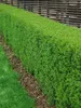 Ligustrum vulgare, Gewöhnlicher Liguster, 125–150 cm Produktbild-Vorschau 12