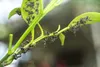 A close-up of ants and aphids on a plant stem. Náhled obrázku produktu