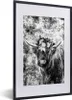 MuchoWow® Gerahmtes Poster Schottischer Highlander mit Produktbild-Vorschau 1