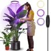 A woman waters a large plant under a ring-shaped grow light. Anteprima dell’immagine prodotto