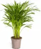 Dypsis Areca Lutescens – Goldfruchtpalme – Zimmerpflanze Produktbild-Vorschau 1