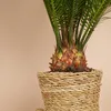 Bloomique - Cycas Revoluta - Palmfarn - Sagopalme - Palme - Produktbild-Vorschau 3