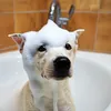 Shampoo per cani e gatti a pelo bianco ipoallergenico 250 Anteprima dell’immagine prodotto 2