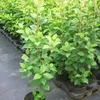 Achat (S) süßfruchtige Sauerkirsche Buschbaum kleinbleibend Produktbild-Vorschau 2