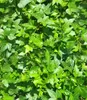BALDUR Garten 3x Winterharte Efeu Pflanze 'Baltica', Produktbild-Vorschau 2