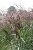Stauden Gänge 1 x Miscanthus sinensis 'Malepartus' im 1 Produktbild-Vorschau 3