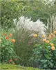 Stauden Gänge 1 x Miscanthus sinensis 'Silberfeder' im 1 Produktbild-Vorschau 1
