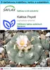 SAFLAX Darčeková sada - Kaktus Peyotl - Lophophora Náhľad obrázku produktu 1