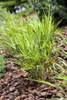 Japanisches Berggras, im Topf - Hakonechloa macra Produktbild-Vorschau 2