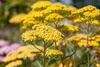 Achillea millefolium 'Terracotta', Schafgarbe, orange, ca. Produktbild-Vorschau 14
