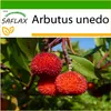 SAFLAX - jahodový strom - Arbutus unedo - 50 Semená - S Náhľad obrázku produktu 8