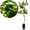 Juglans regia 'Lara', Walnussbaum, Höhe 100 cm, Produktbild-Vorschau 1