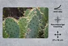 MuchoWow® Mauspad Mousepad Botanischer Kaktus Fotodruck Produktbild-Vorschau 2