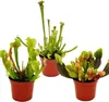 Trio di piante tubolari 3 diverse piante di Sarracenia in Anteprima dell’immagine prodotto 1