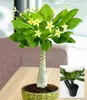 BALDUR Garten 2x Hawaii-Palme, Pflanzen im 12 cm-Topf, Produktbild-Vorschau 1