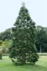 Sequoiadendron giganteum, Bergmammutbaum, 50–60 cm Produktbild-Vorschau 12