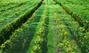 A vineyard with rows of grapevines covered in green netting. Podgląd zdjęcia produktu