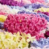 Bloomique - Mix 10 - Hyacinthus - Hiacynt - Mix kolorów - Podgląd zdjęcia produktu 5