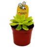 Plante carnivore - Pinguicola agnata - Pot de 9 cm Voir les images du produit 2