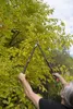 KREATOR Baumschere Typ Bypass Astschere Gartenschere 59,5 - Produktbild-Vorschau 7