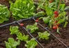 Gardena 13312-20 goutteur d'irrigation 2 l/h Noir Montage Voir les images du produit 8
