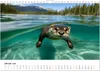Wilde Heimat - Fischotter (Wandkalender 2026 DIN A4 quer), Produktbild-Vorschau 4