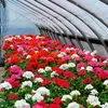 Hängegeranien Mischung Samen - Pelargonium peltatum - Produktbild-Vorschau 5