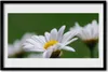 Bild 60x40 MDF-Rahmen Wandkunst Daisy auf Wand Produktbild-Vorschau 1