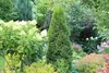 Stauden Gänge 10 x Thuja occidentalis 'Smaragd' - Produktbild-Vorschau 4