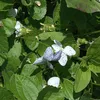 6 x Pfingstveilchen  - Viola sororia 'Freckles'  | Topf 9cm Produktbild-Vorschau 1