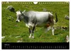 Die Welt der Kühe (Wandkalender 2027 DIN A4 quer), CALVENDO Produktbild-Vorschau 5