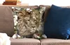 MuchoWow® Zierkissen Sofakissen Wohnzimmer Dekokissen 50x50 Produktbild-Vorschau 2