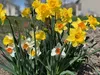 Narzissen Grosspackung Mix Blumenzwiebeln Blumenzwiebeln Produktbild-Vorschau 7