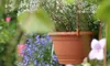 A hanging planter with a plant in it, surrounded by other flowers and greenery in a garden setting. Produktbild-Vorschau